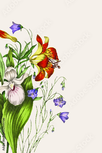 Wild Orange Red Lily, Harebell, and Showy Ladys Slipper flower bouquet vector