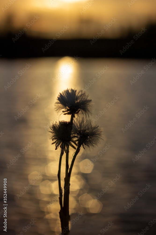 Macro photography of dandelions during golden hour...