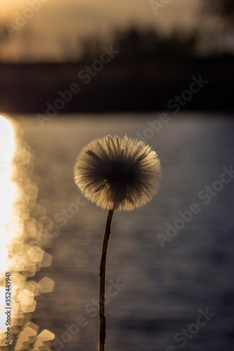 Fototapeta Naklejka Na Ścianę i Meble -  Macro photography of dandelions during golden hour...