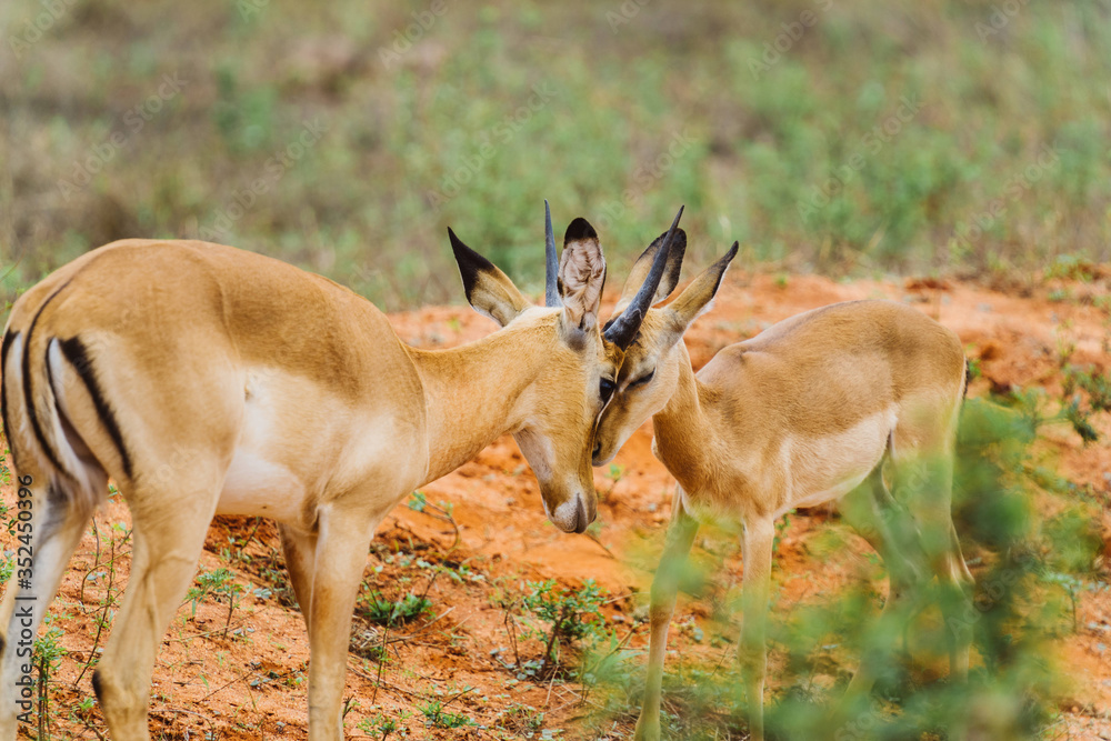 Impala Familie in Afrika Impala Familie in Afrika