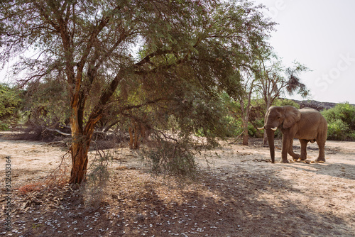 Elefant in Afrika