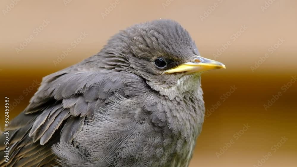 The common starling (Sturnus vulgaris), also known as the European starling in the United States or simply the starling in the British Isles, is a medium-sized passerine bird. The common starling (Sturnus vulgaris), also known as the European starling in the United States or simply the starling in the British Isles, is a medium-sized passerine bird.