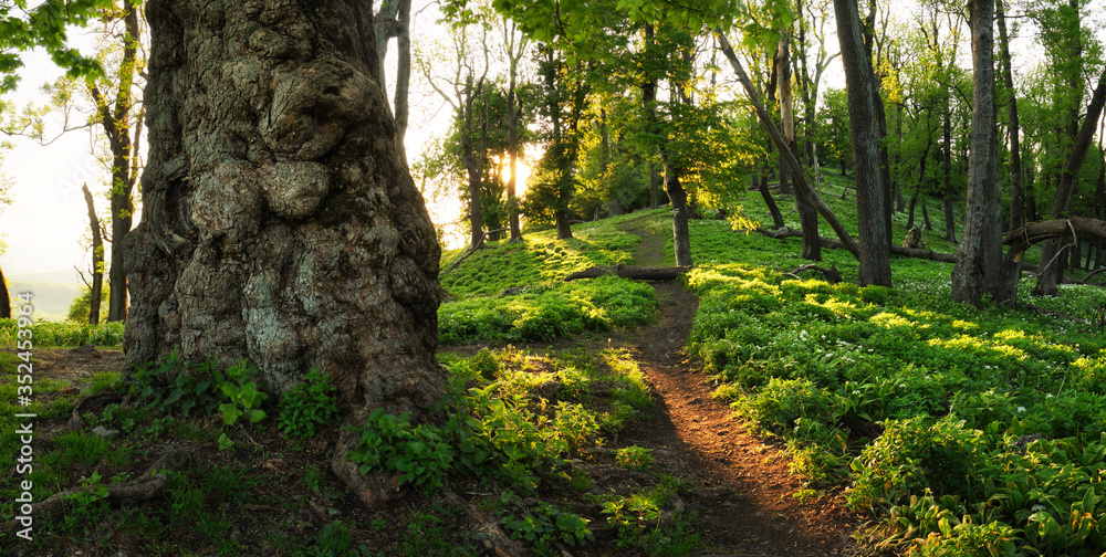 Fototapeta premium Fantasy old tree in mystical green forest