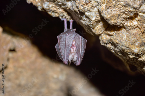 Greater horseshoe bat( Rhinolophus ferrumequinum) photo