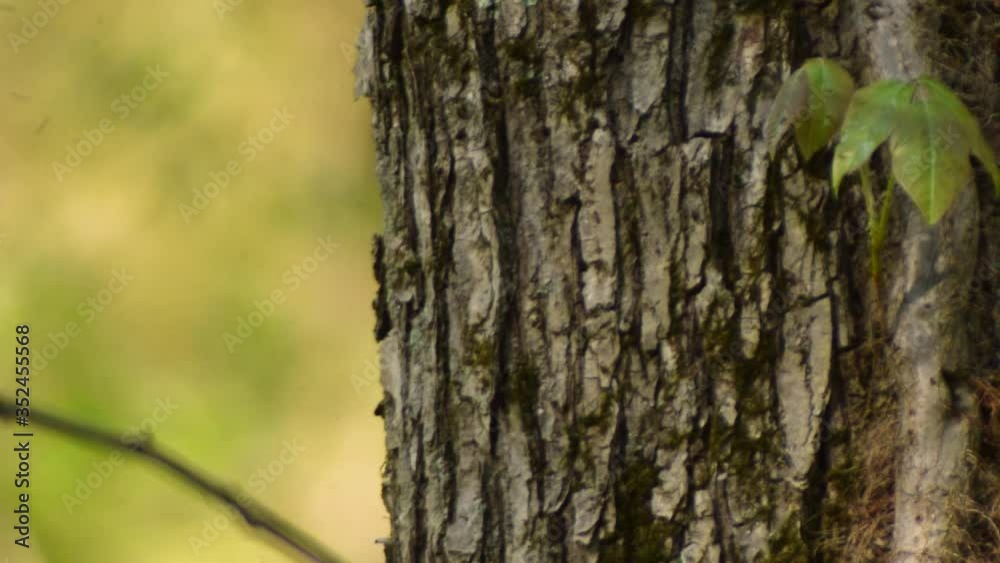 Eastern Gray Squirrel Runs up the Side of a Tree Eastern Gray Squirrel Runs up the Side of a Tree