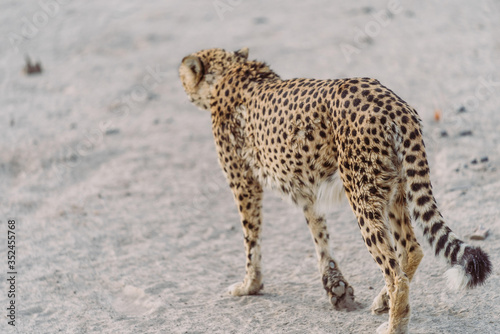 Gepard in der afrikanischen Wüste von hinten