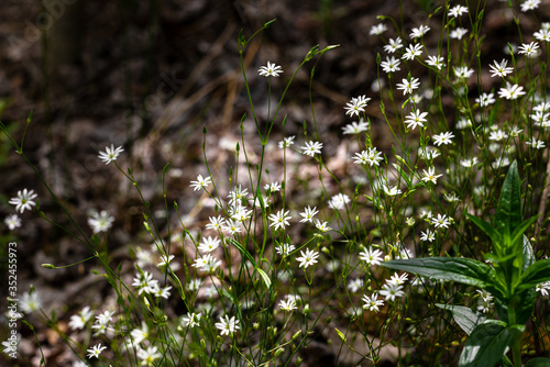 Wildflowers on a wooden background with natural light.