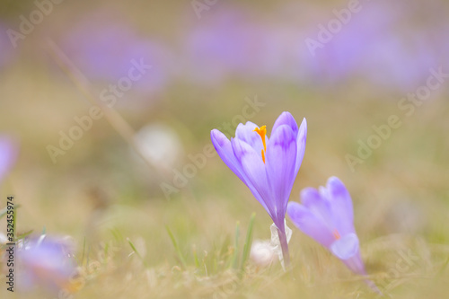 Fototapeta Naklejka Na Ścianę i Meble -  View of blooming spring flowers crocus growing in wildlife. Purple crocus growing.
