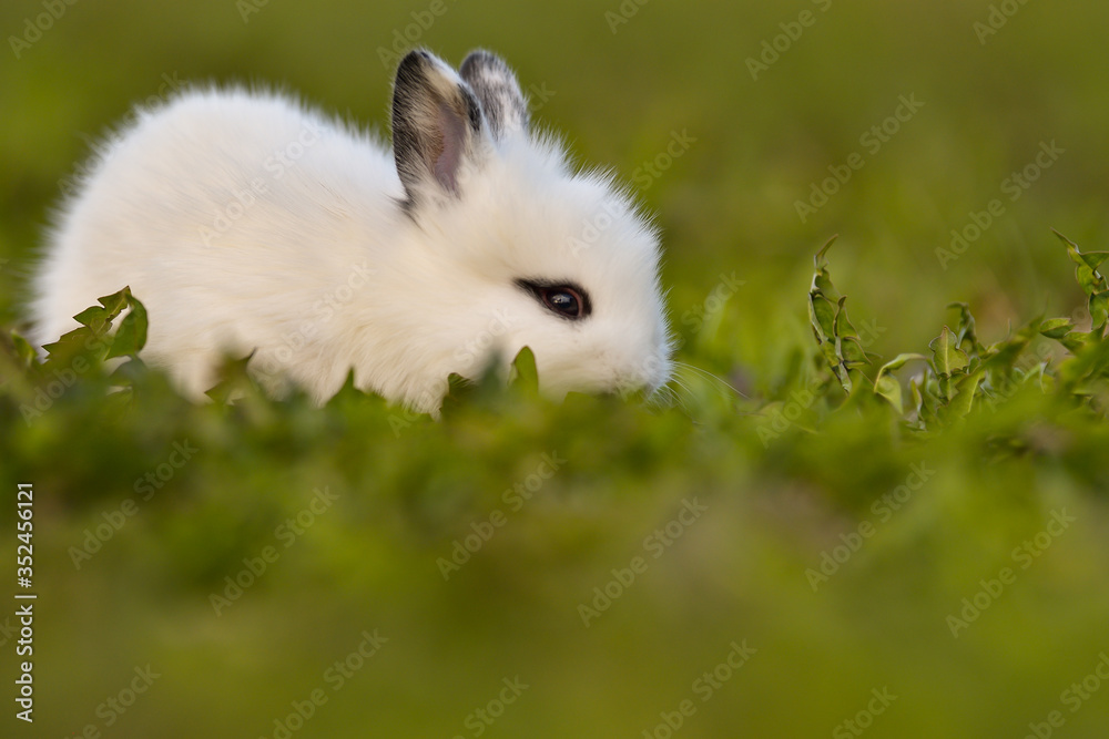 Easter greetings - Easter bunny rabbit sitting in green grass. Easter greetings - Easter bunny rabbit sitting in green grass.