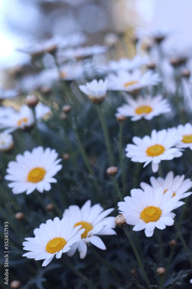 Fototapeta premium wallpaper flower