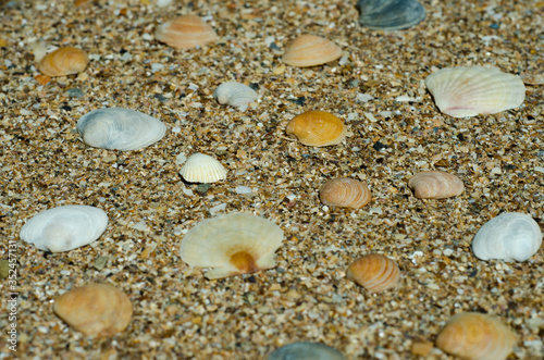 sea shells background