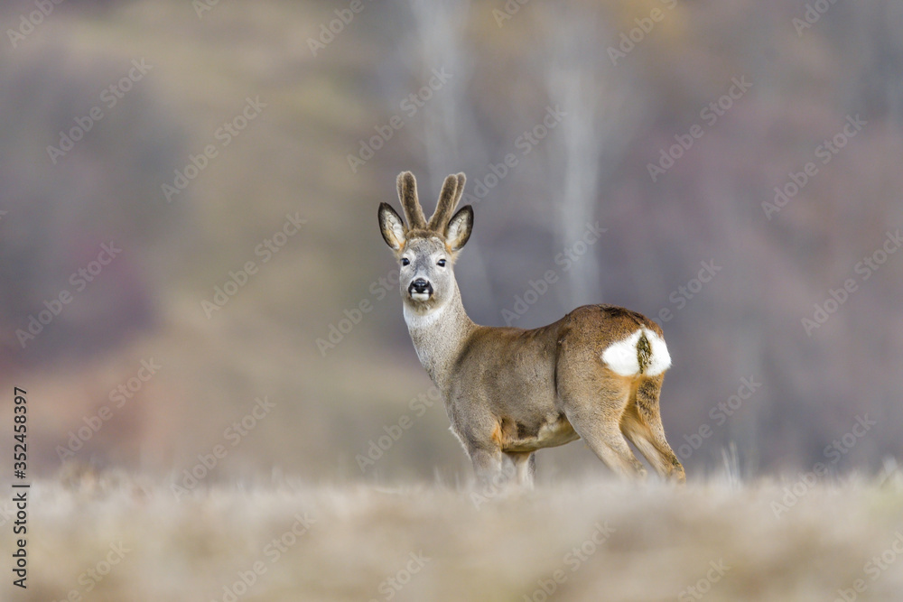Wild roe deer in a field Wild roe deer in a field