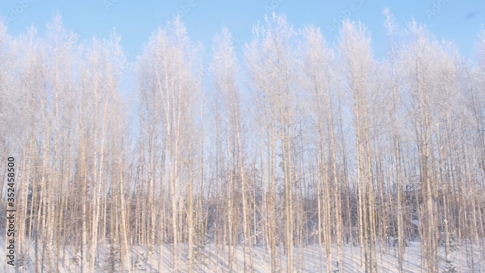Beautiful snow-covered forest is visible from the window of a traveling train. Beautiful snow-covered forest is visible from the window of a traveling train.