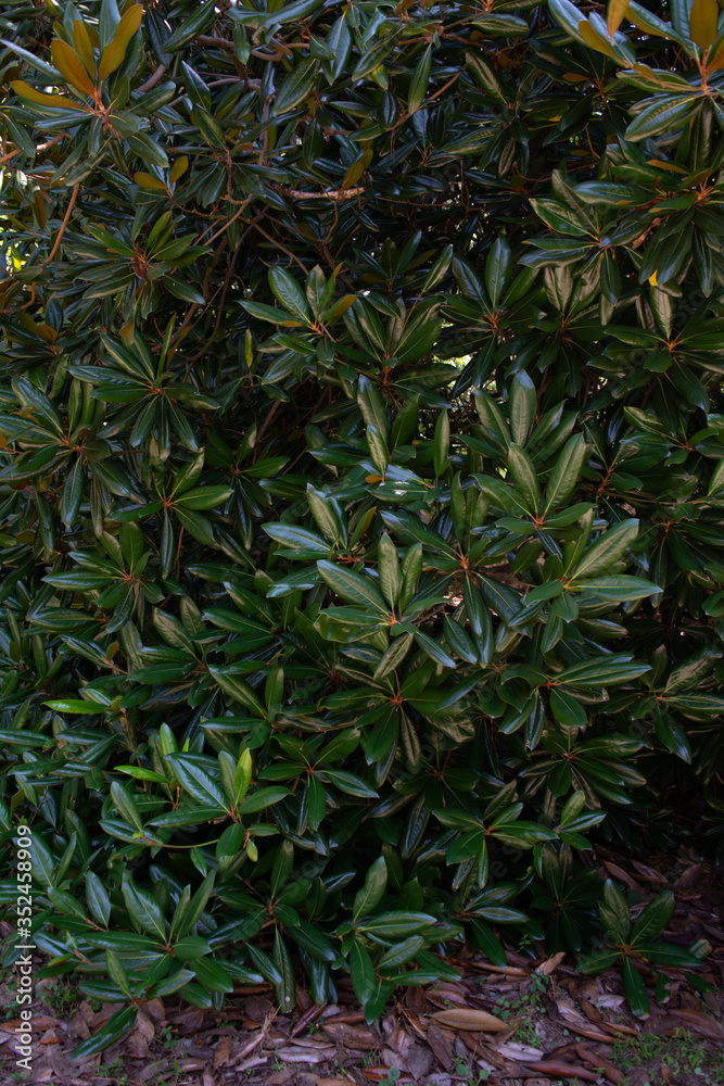 large dark green leaves of the eucalyptus tree are very densely arranged. large dark green leaves of the eucalyptus tree are very densely arranged.