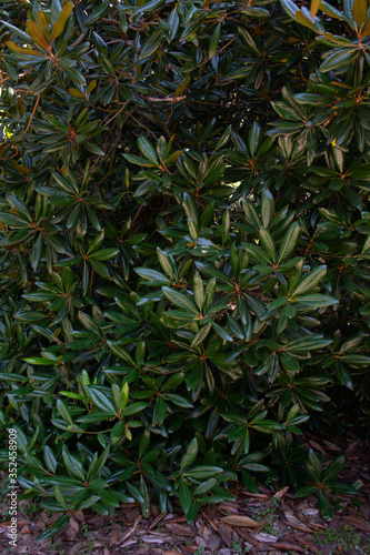 large dark green leaves of the eucalyptus tree are very densely arranged.