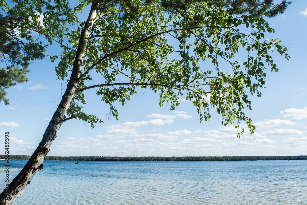 birch on the lake. a fisherman swims away in a boat birch on the lake. a fisherman swims away in a boat