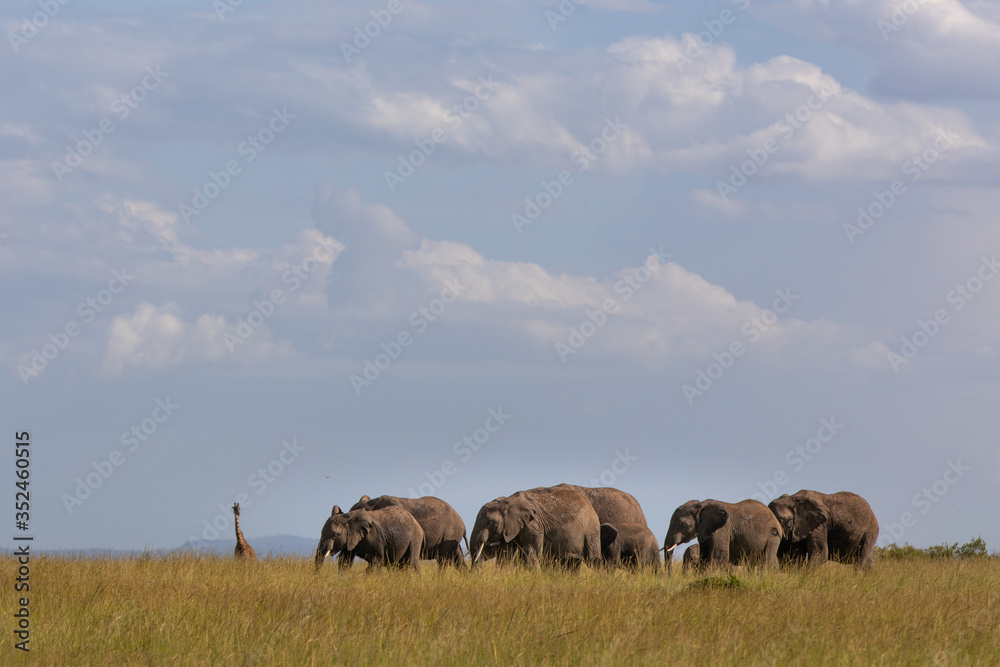 Safari in Kenya. Elephants family in Masai Mara Park Safari in Kenya. Elephants family in Masai Mara Park