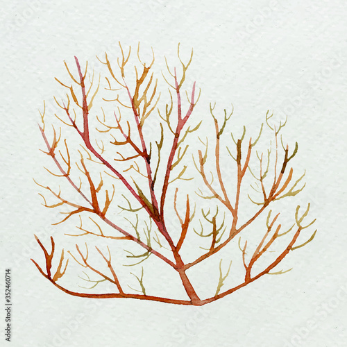 Watercolor painted underwater plant on white canvas vector