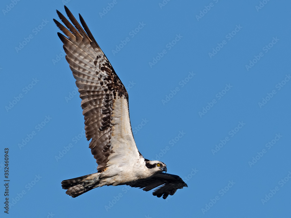 Obraz premium An Osprey in Flight