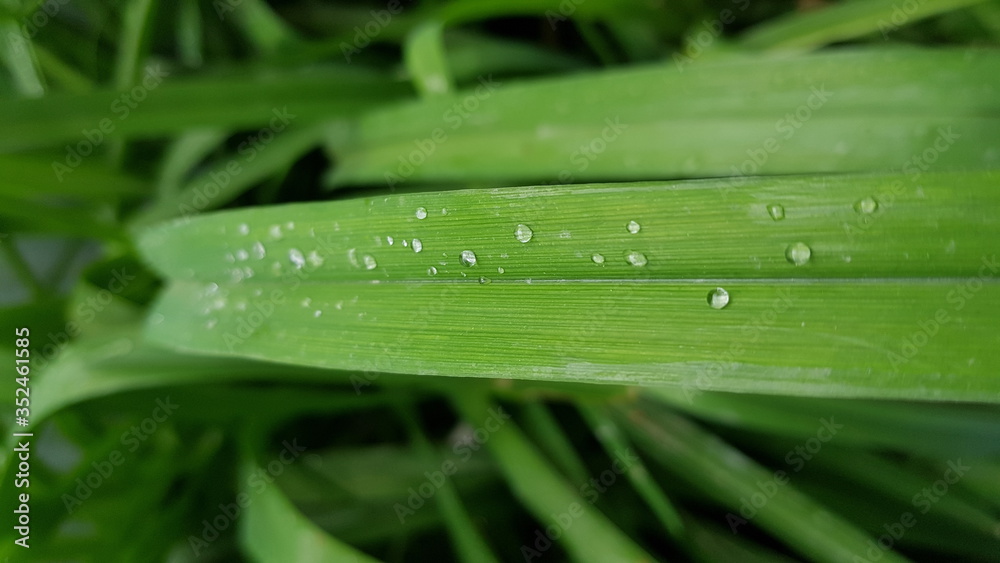 Dew drops Dew drops