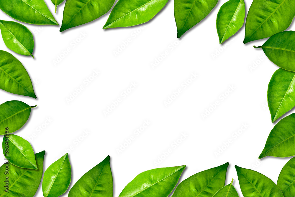 Green leaf frame decoration on white background. Blank greenery texture for message. Green leaf frame decoration on white background. Blank greenery texture for message.
