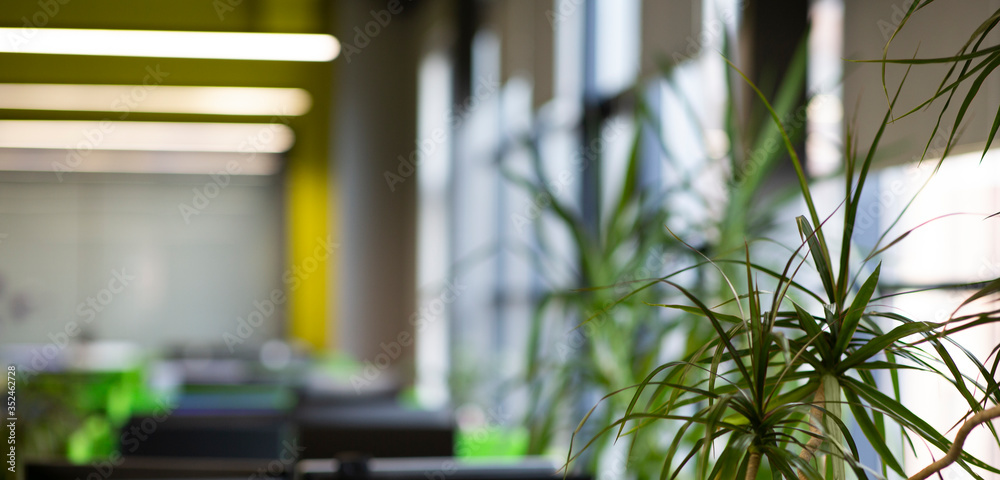 Evergreen tree or bush over blurred background in office - obrazy, fototapety, plakaty 