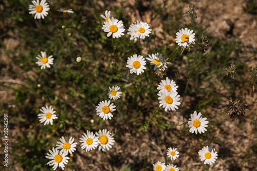 field of daisies