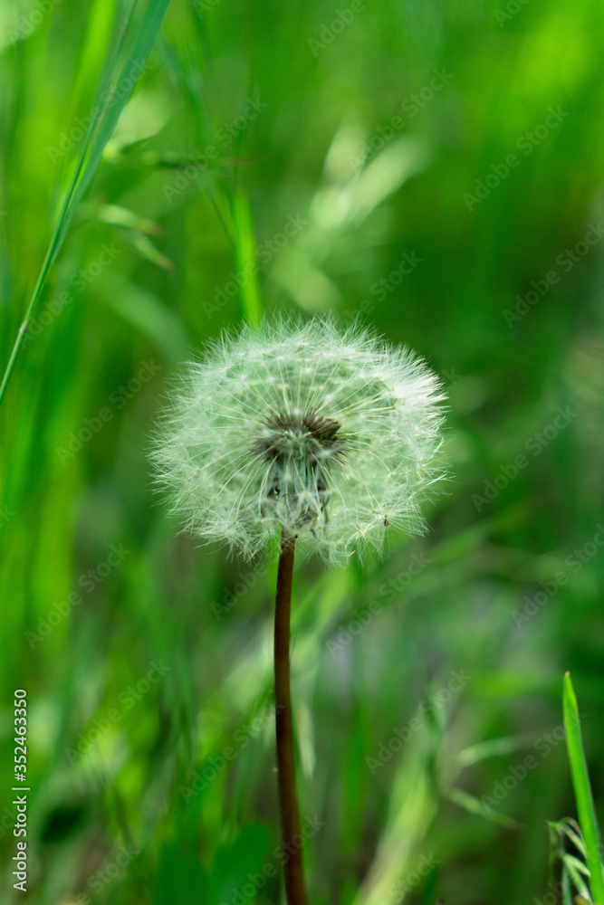 A herbaceous plant, Dandelion, in full ripening A herbaceous plant, Dandelion, in full ripening