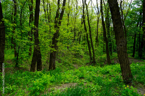 Fototapeta Naklejka Na Ścianę i Meble -           Spring forest, conifers and deciduous trees, roads.    selective focus    