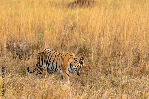 Wild female tiger walking in kanha forest for territory marking at kanha national park or tiger reserve, madhya pradesh, india - panthera tigris