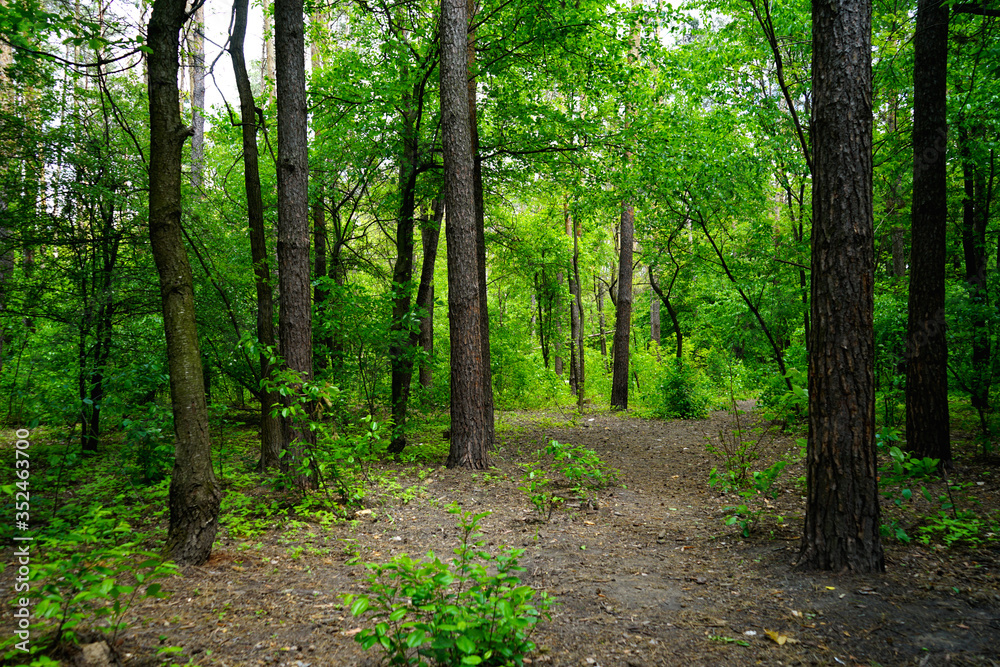 Spring forest, conifers and deciduous trees, roads. selective focus Spring forest, conifers and deciduous trees, roads. selective focus