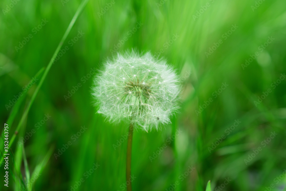 Fototapeta premium A herbaceous plant, Dandelion, in full ripening