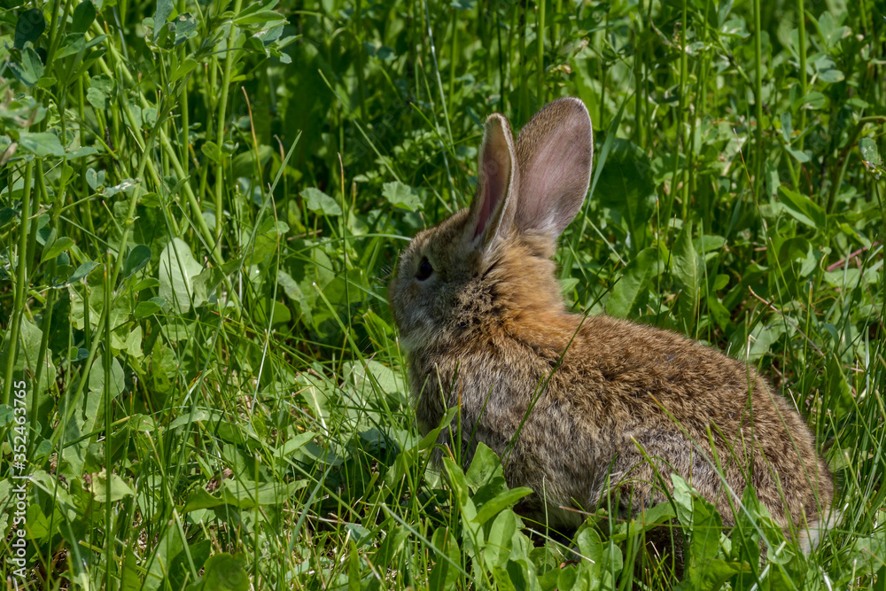 Fototapeta premium Easter greetings - Easter bunny rabbit sitting in green grass.