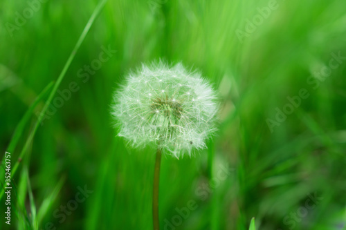 A herbaceous plant  Dandelion  in full ripening