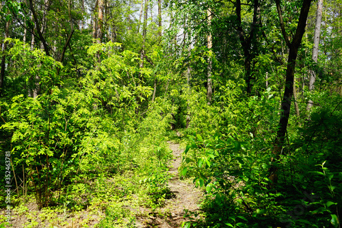          Spring forest, conifers and deciduous trees, roads.    selective focus    