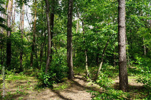          Spring forest, conifers and deciduous trees, roads.    selective focus    