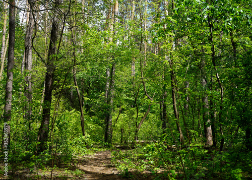          Spring forest, conifers and deciduous trees, roads.    selective focus    