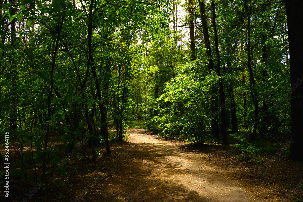 Spring forest, conifers and deciduous trees, roads. selective focus Spring forest, conifers and deciduous trees, roads. selective focus