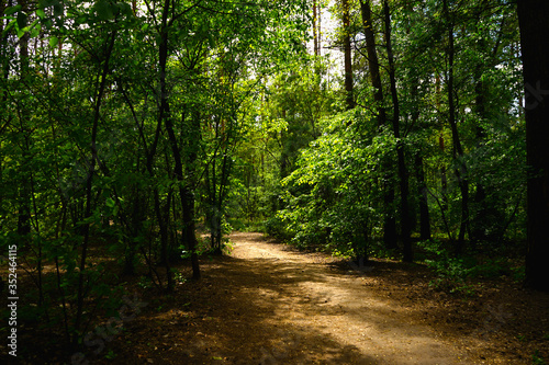          Spring forest, conifers and deciduous trees, roads.    selective focus    