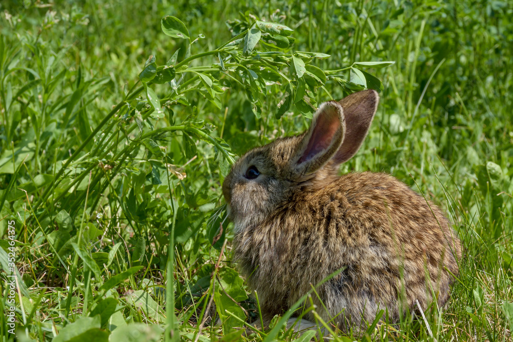 Easter greetings - Easter bunny rabbit sitting in green grass. Easter greetings - Easter bunny rabbit sitting in green grass.