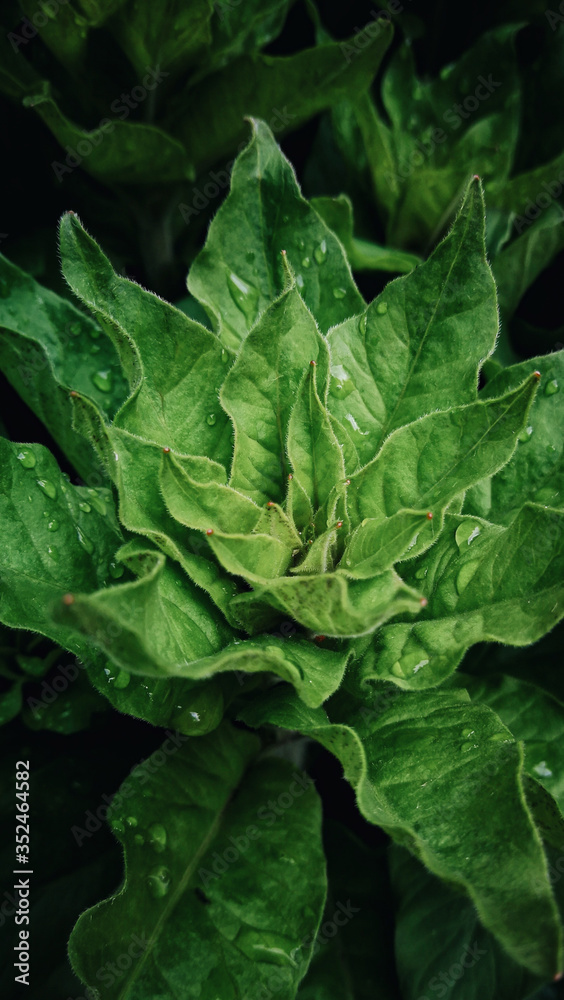 Green flower background. For the smartphone Green flower background. For the smartphone