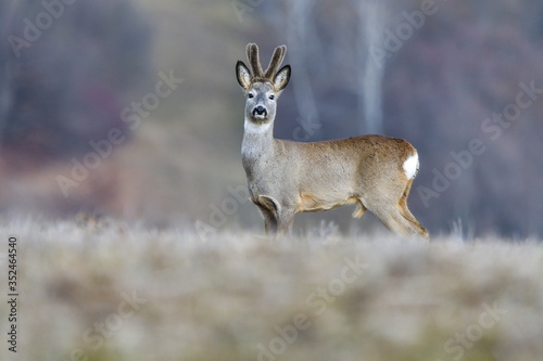 Wild roe deer in a field
