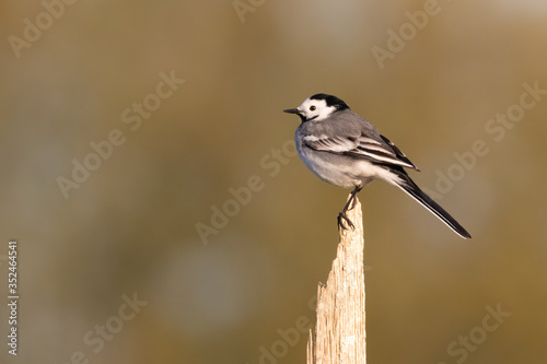 Portrait of White wagtail (Motacilla alba) perched on wood branch in germany