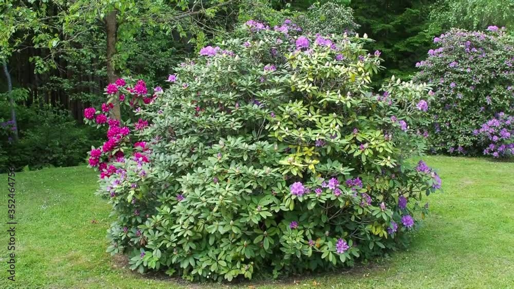 Pink and purple rhododendron bush Pink and purple rhododendron bush