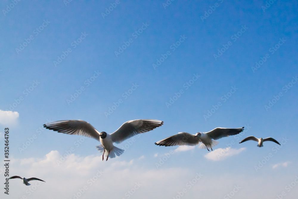 Seagulls flapping in the blue sky in April Seagulls flapping in the blue sky in April