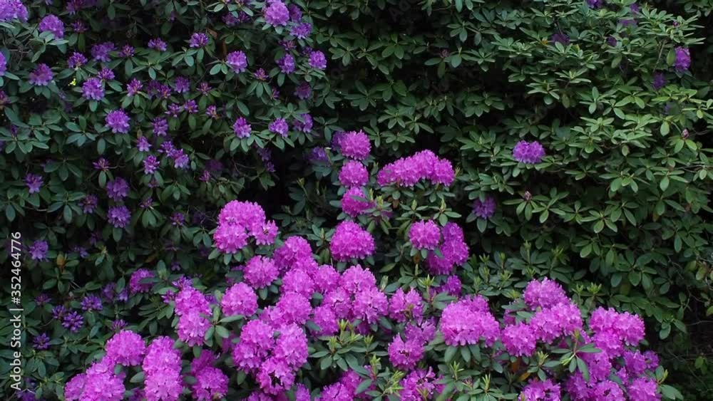 Rhododendron bush in the park Rhododendron bush in the park