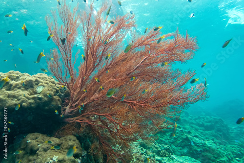 Coraline algae and corel in the cockburn Island, Myanmar