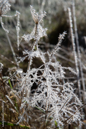 Frozen plants. Frost. Snow. Winter at Maatschappij van Weldadigheid Frederiksoord Drenthe Netherlands © A