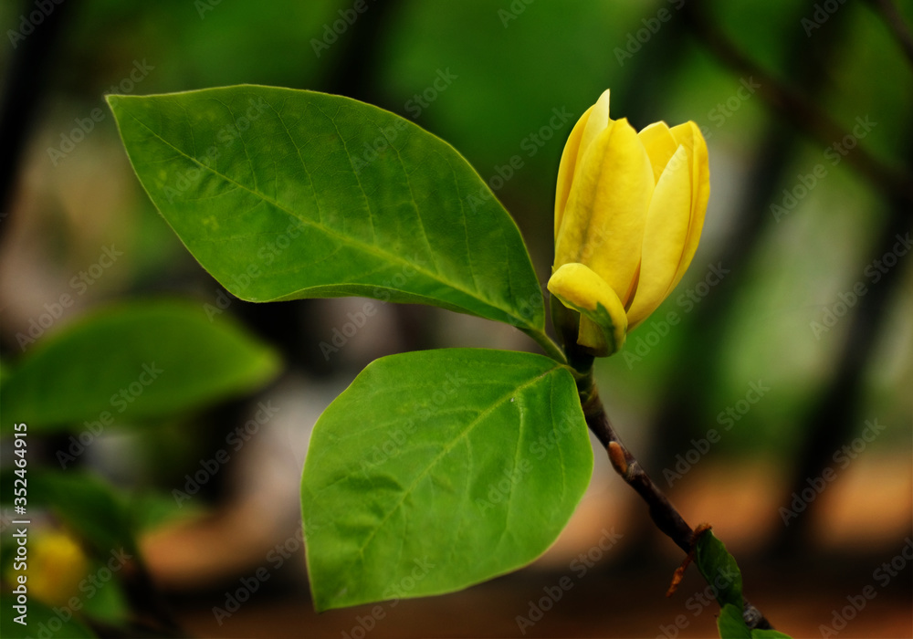 Yellow magnolia Yellow magnolia