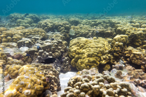 Brain coral under the sea in the cockburn island of Myanmar